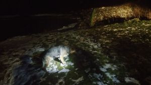 Záchrana psa z&nbsp;rybníka Kaprov 26.1.2016