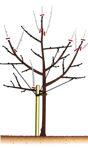 Ilustrační foto - řez ovocných stromků